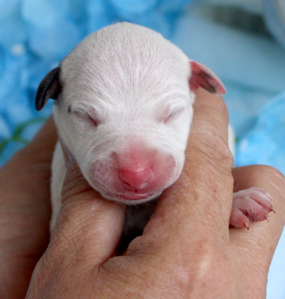 Des Filles D'eole - Chiots disponibles - Whippet