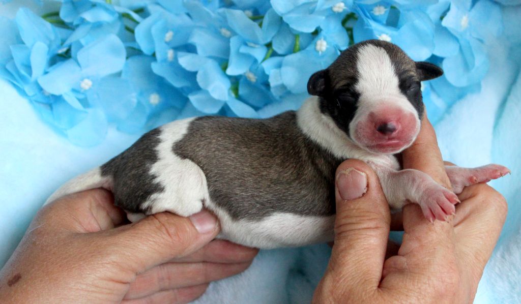 Des Filles D'eole - Chiots disponibles - Whippet