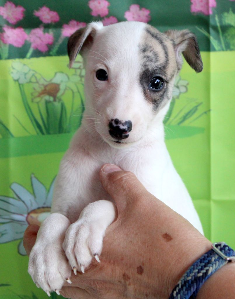 Des Filles D'eole - Chiots disponibles - Whippet