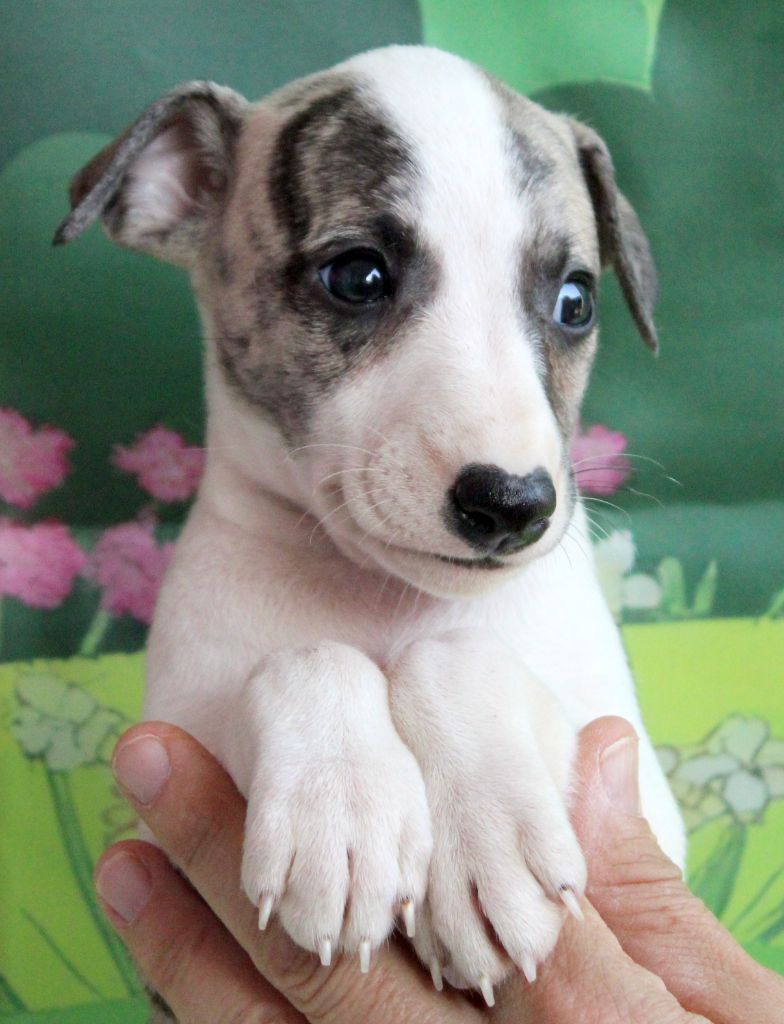 Des Filles D'eole - Chiots disponibles - Whippet