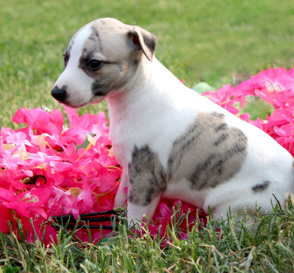 Des Filles D'eole - Chiots disponibles - Whippet