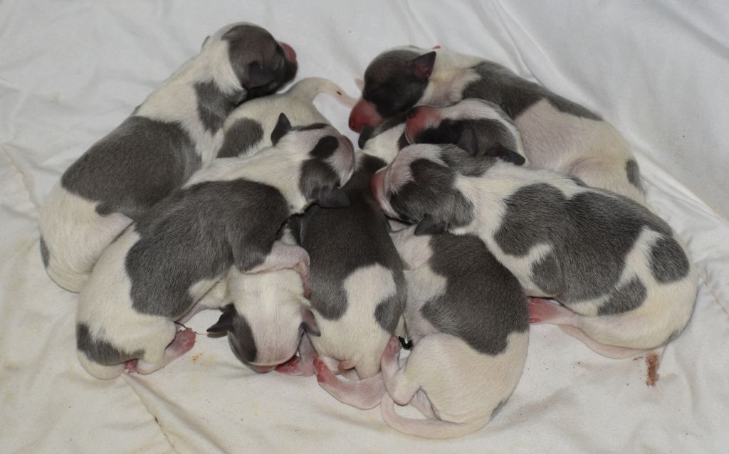 Chiot Whippet Des Filles D'eole