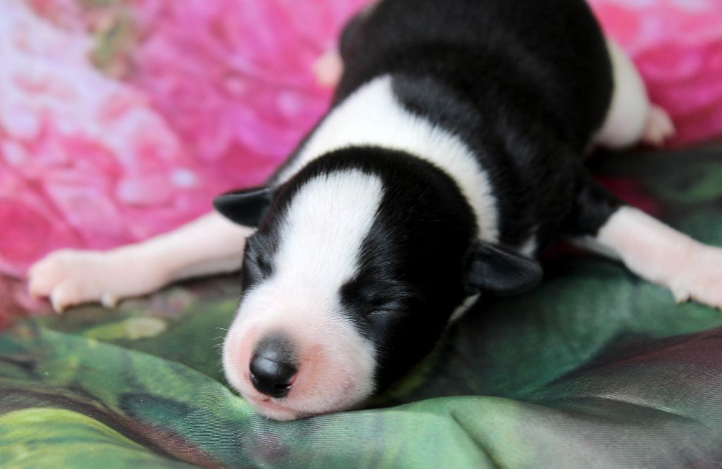 Des Filles D'eole - Chiots disponibles - Whippet