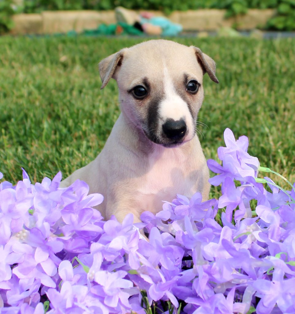 Des Filles D'eole - Chiots disponibles - Whippet
