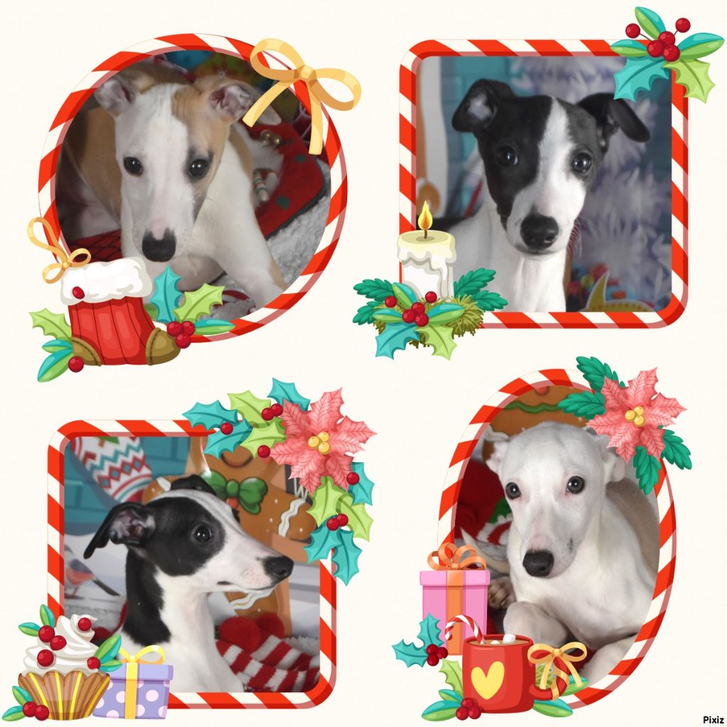 Chiot Whippet Des Filles D'eole