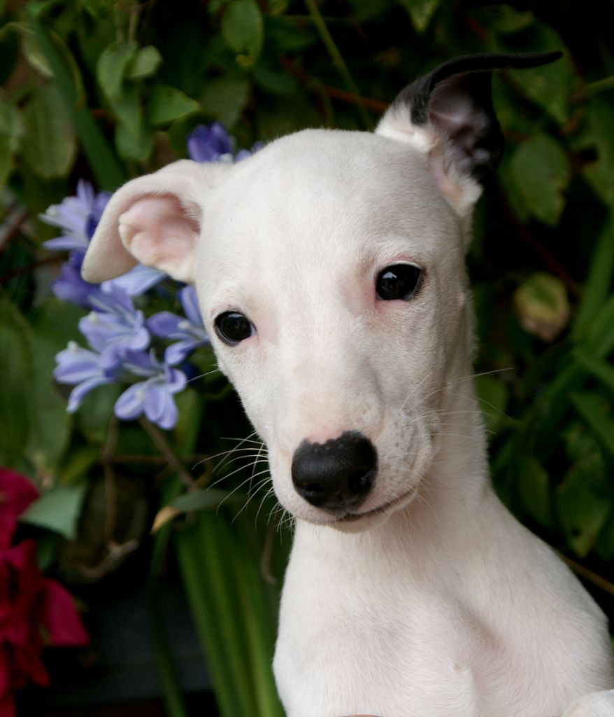 Des Filles D'eole - Chiots disponibles - Whippet