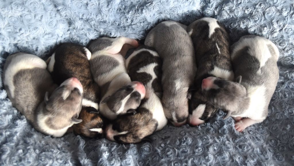 Chiot Whippet Des Filles D'eole