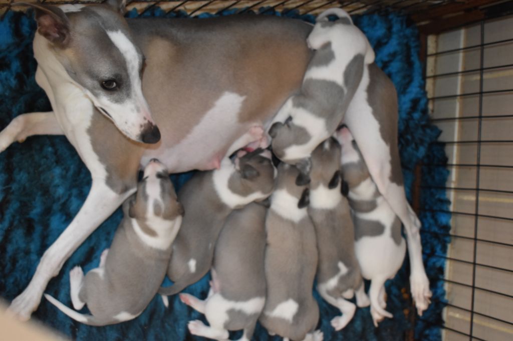 Chiot Whippet Des Filles D'eole