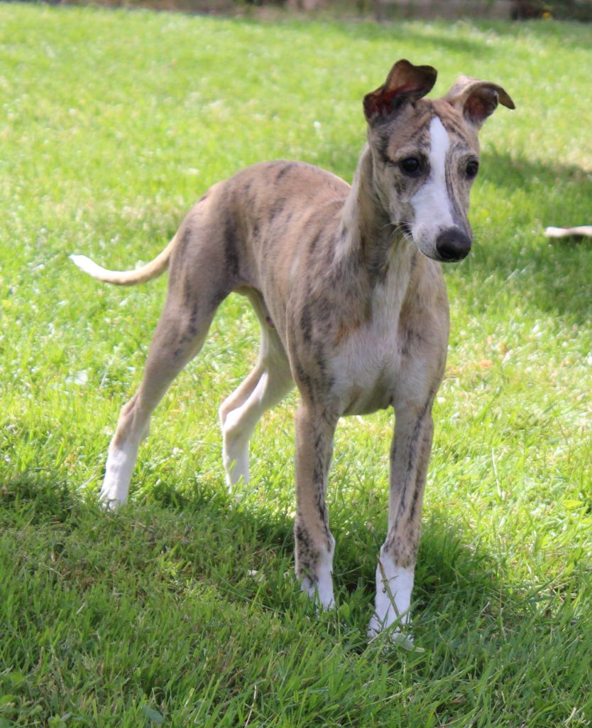 Des Filles D'eole - Chiots disponibles - Whippet