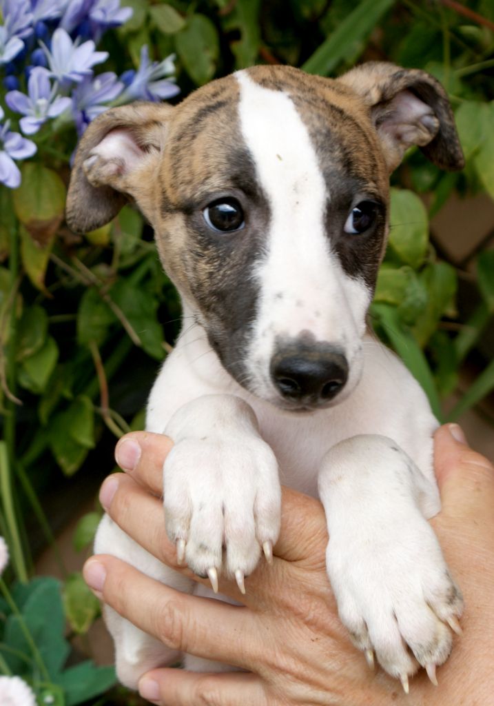 Des Filles D'eole - Chiots disponibles - Whippet