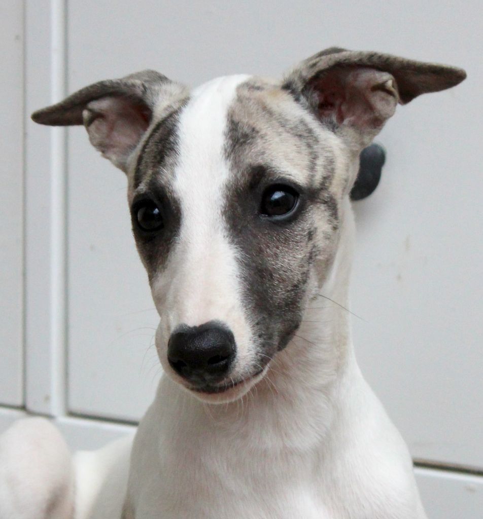 Des Filles D'eole - Chiots disponibles - Whippet