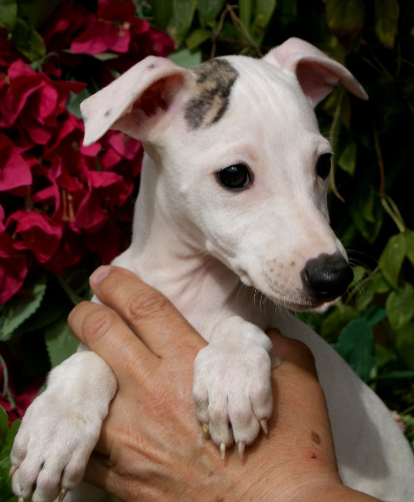 Des Filles D'eole - Chiots disponibles - Whippet