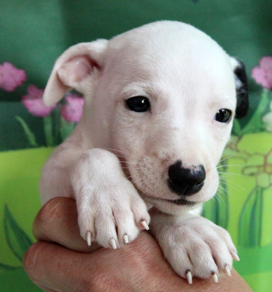 Des Filles D'eole - Chiots disponibles - Whippet