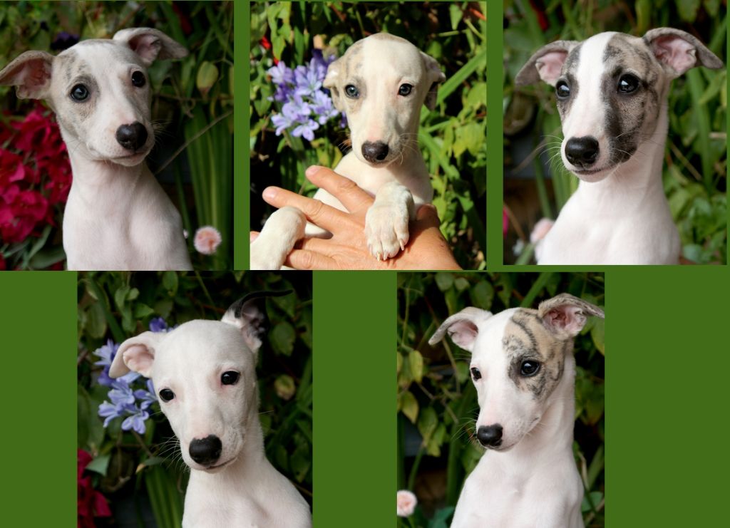 Des Filles D'eole - Whippet - Portée née le 26/06/2025