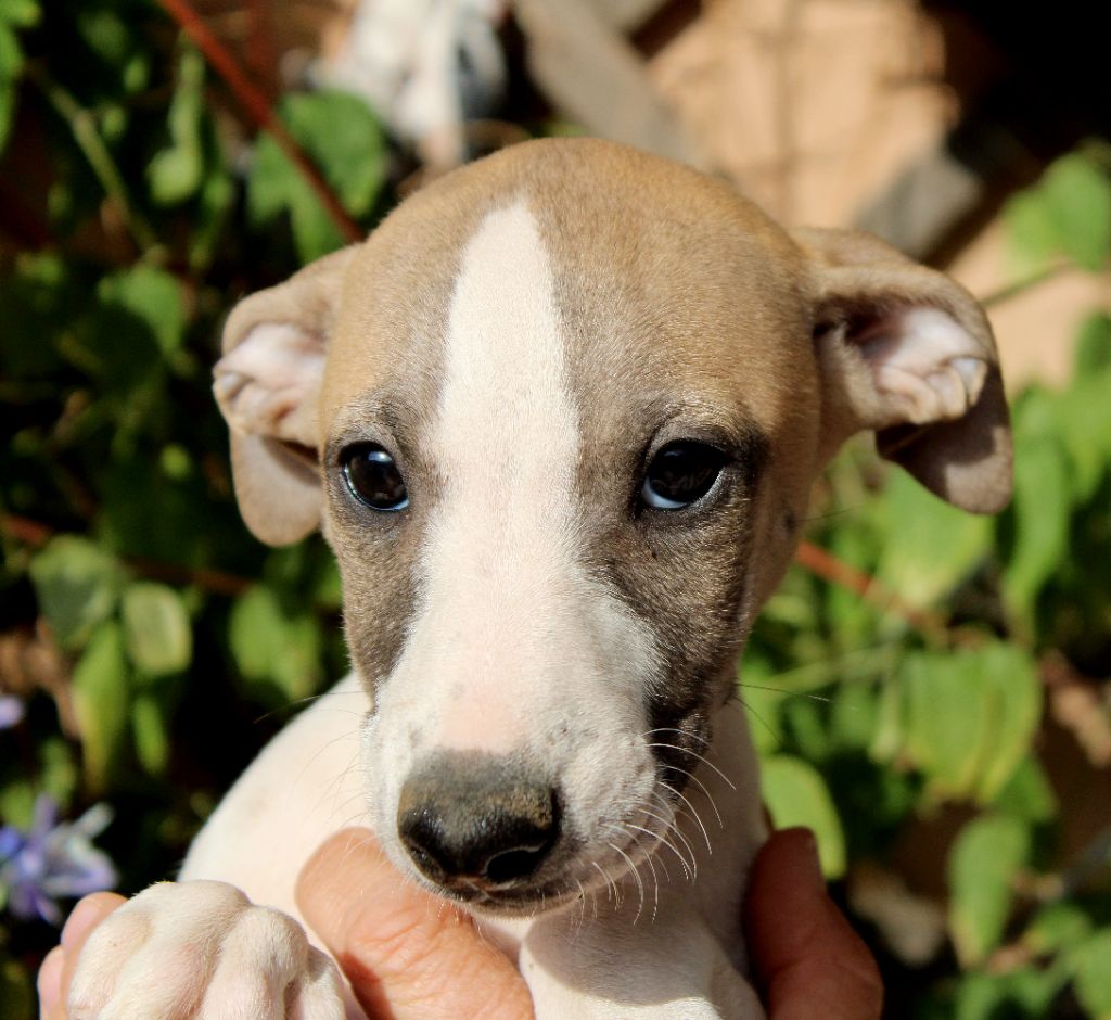 Des Filles D'eole - Chiots disponibles - Whippet