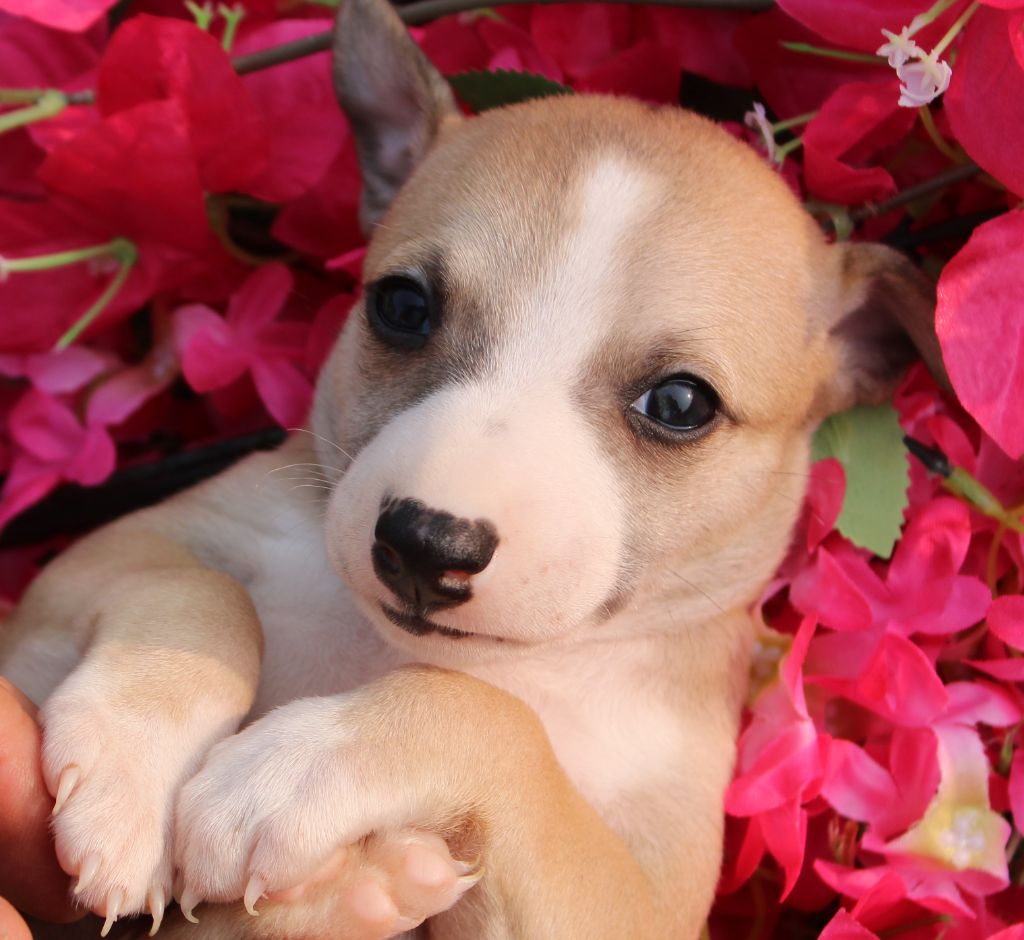 Des Filles D'eole - Chiots disponibles - Whippet