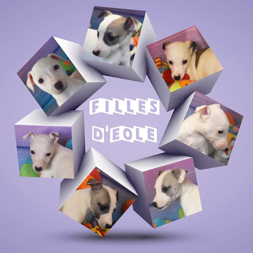Chiot Whippet Des Filles D'eole