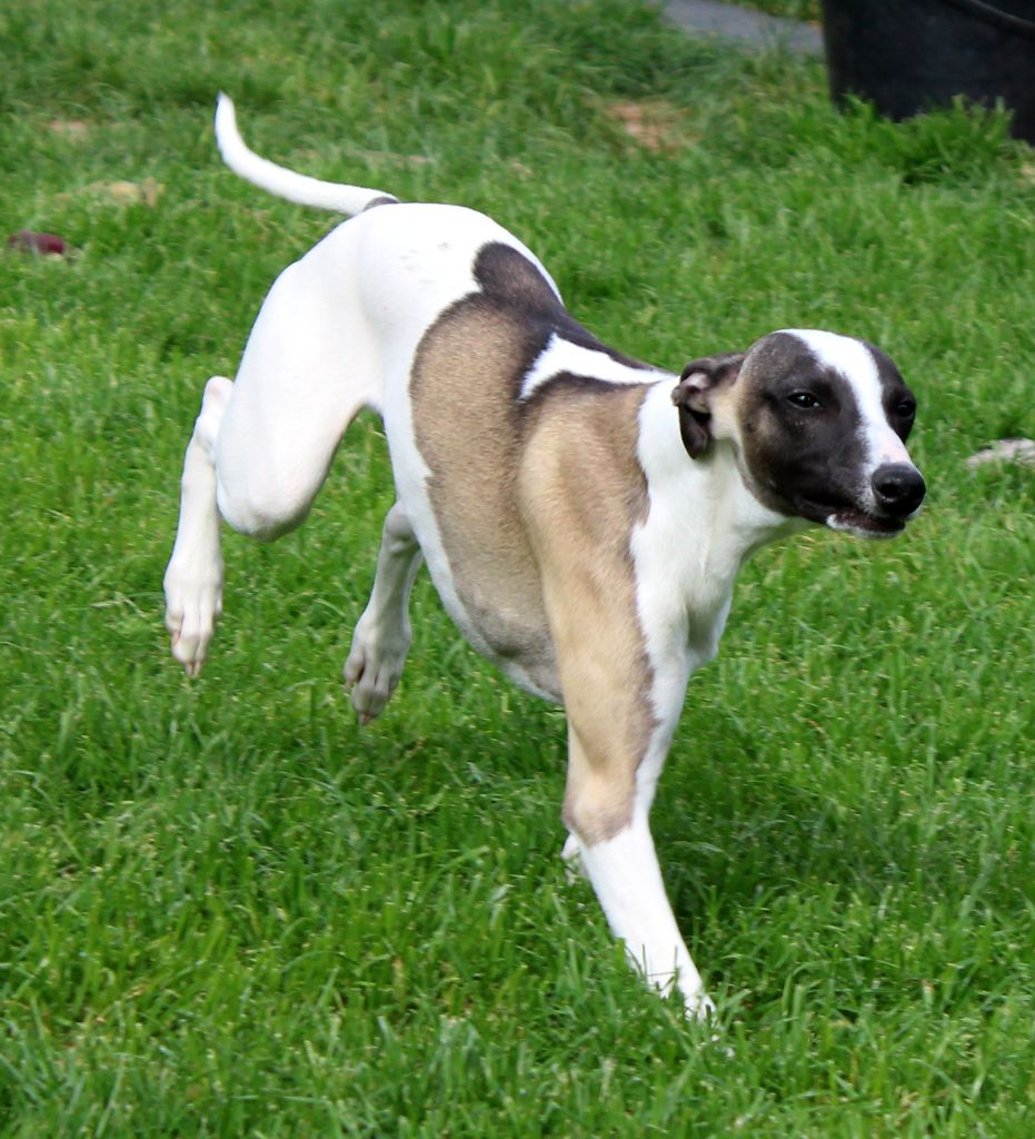 Des Filles D'eole - Whippet - Portée née le 08/12/2024