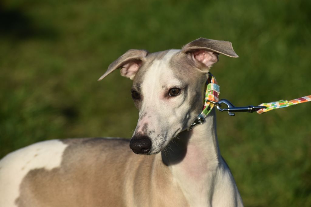 Chiot Whippet Des Filles D'eole