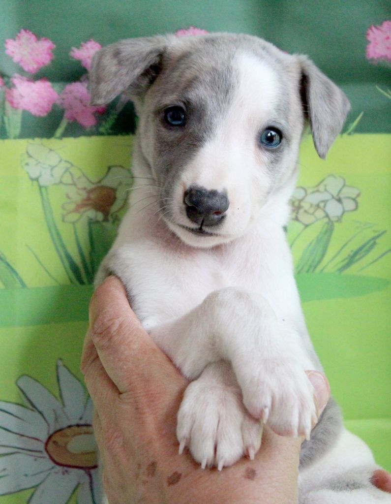 Des Filles D'eole - Chiots disponibles - Whippet