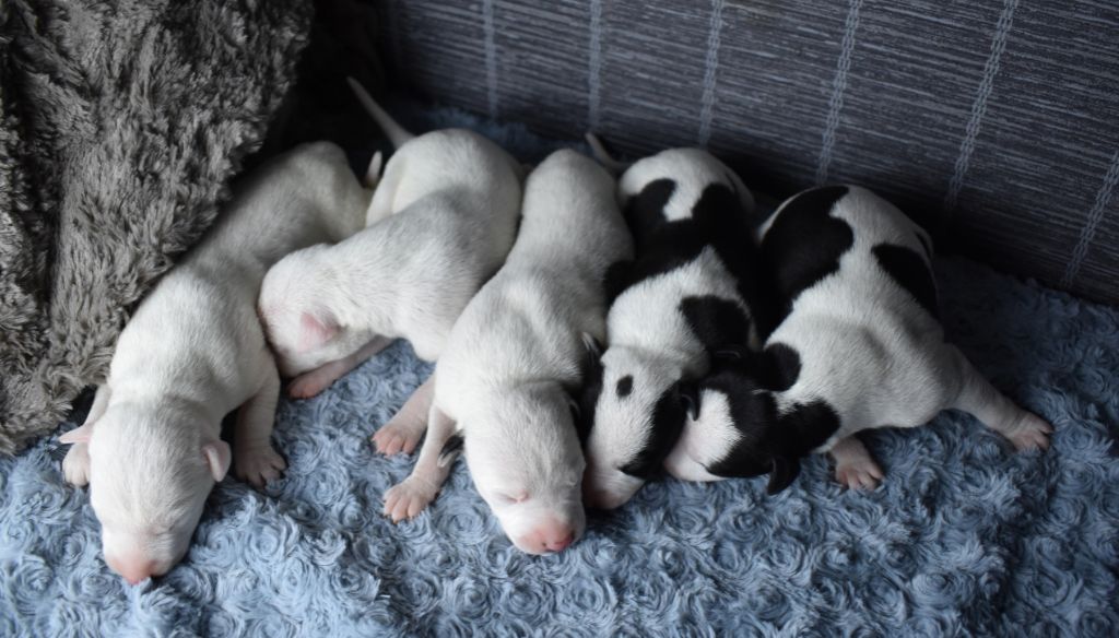 Des Filles D'eole - Whippet - Portée née le 03/07/2021