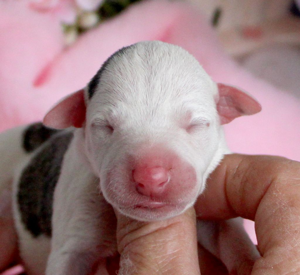 Des Filles D'eole - Chiots disponibles - Whippet
