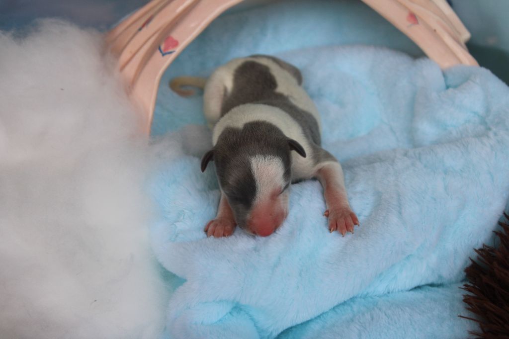 Des Filles D'eole - Chiots disponibles - Whippet
