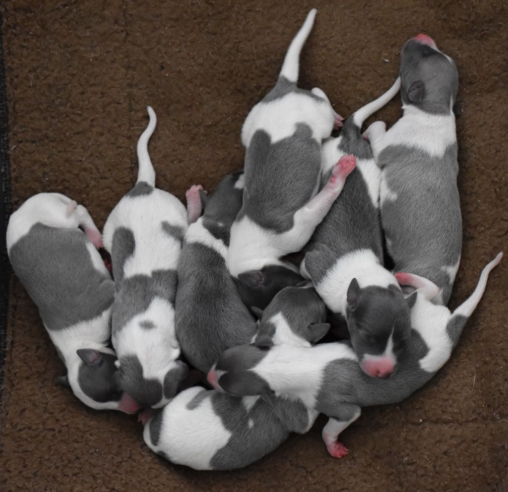 Chiot Whippet Des Filles D'eole