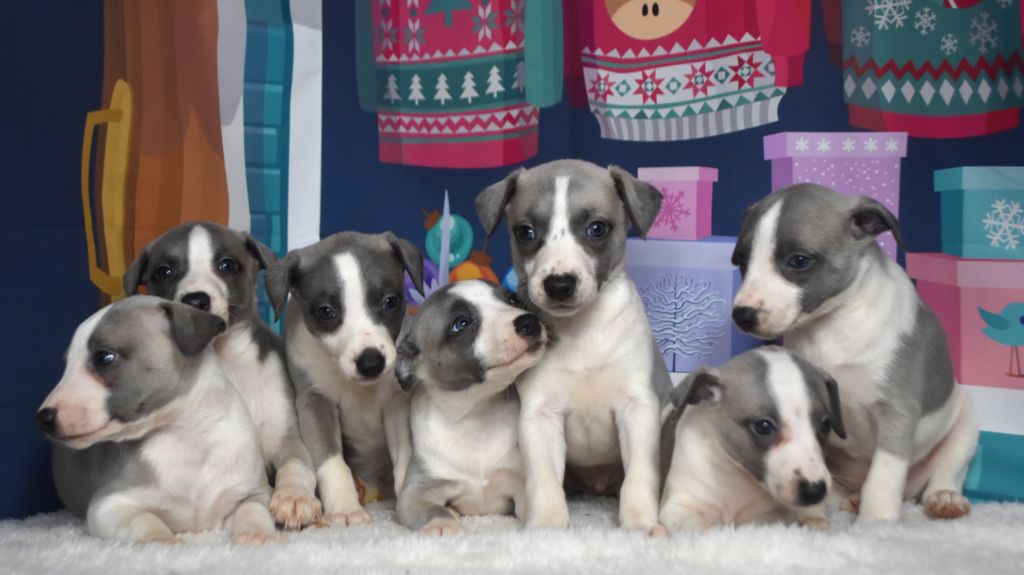 Chiot Whippet Des Filles D'eole