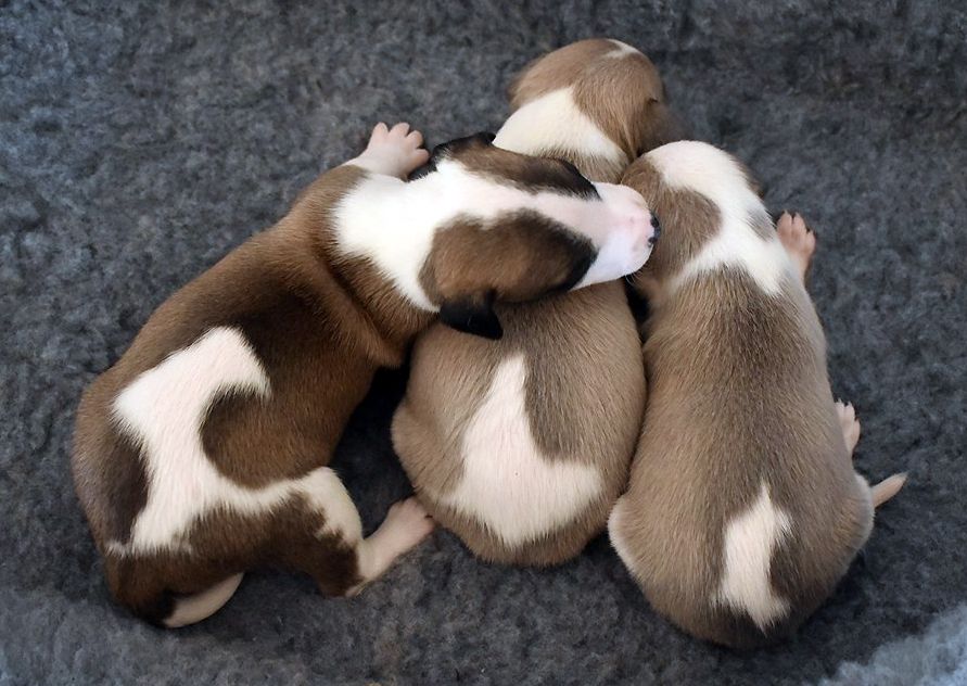 Chiot Whippet Des Filles D'eole
