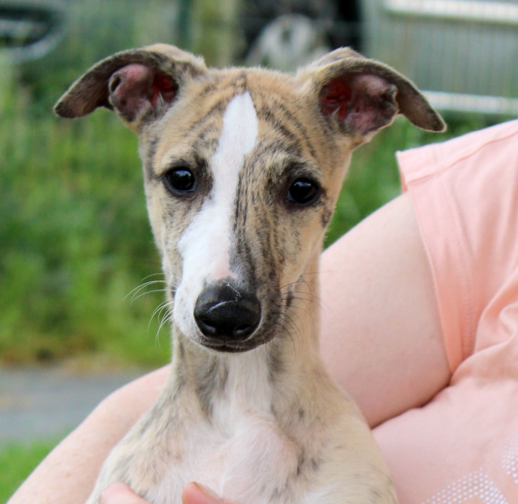 Des Filles D'eole - Whippet - Portée née le 12/01/2025