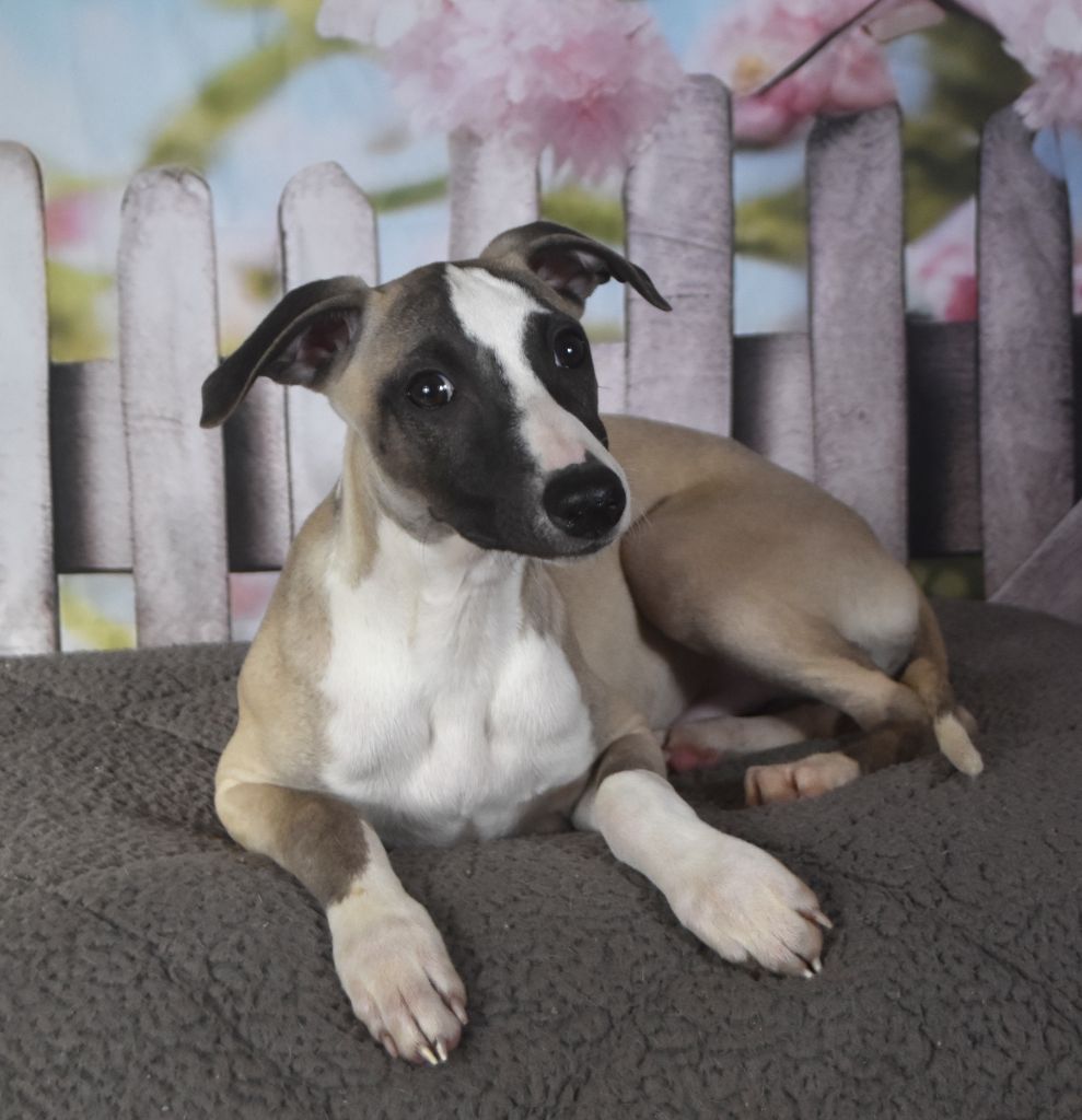 Chiot Whippet Des Filles D'eole
