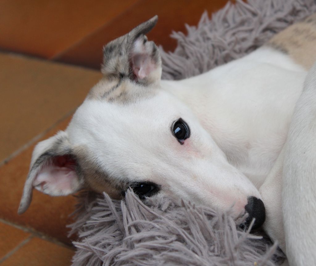 Des Filles D'eole - Chiots disponibles - Whippet