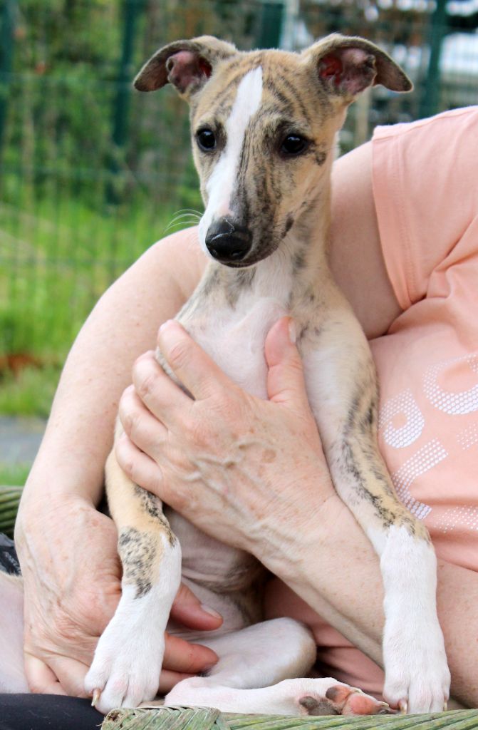 Des Filles D'eole - Chiots disponibles - Whippet
