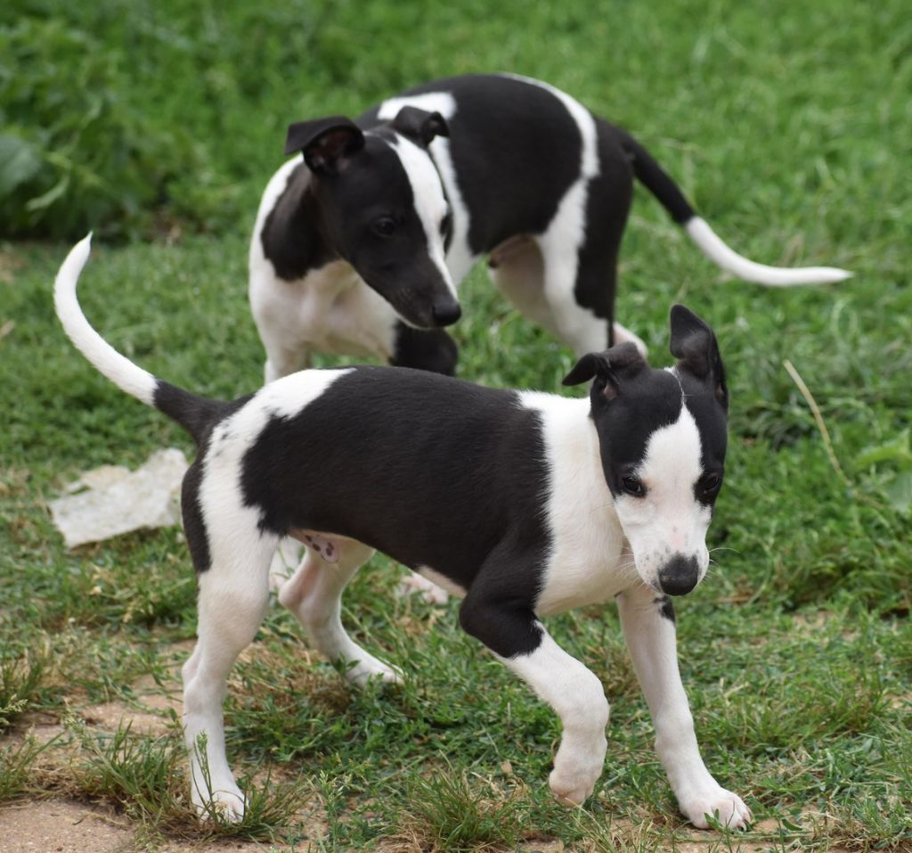Des Filles D'eole - Whippet - Portée née le 11/05/2022