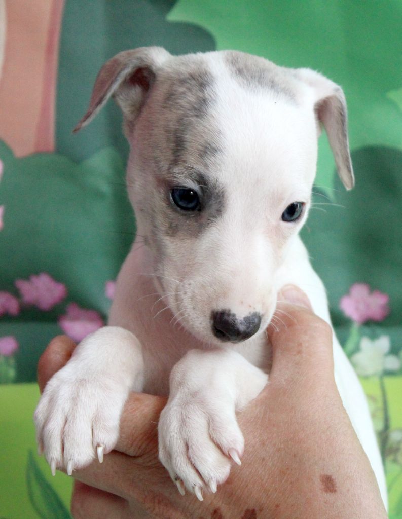 Des Filles D'eole - Chiots disponibles - Whippet