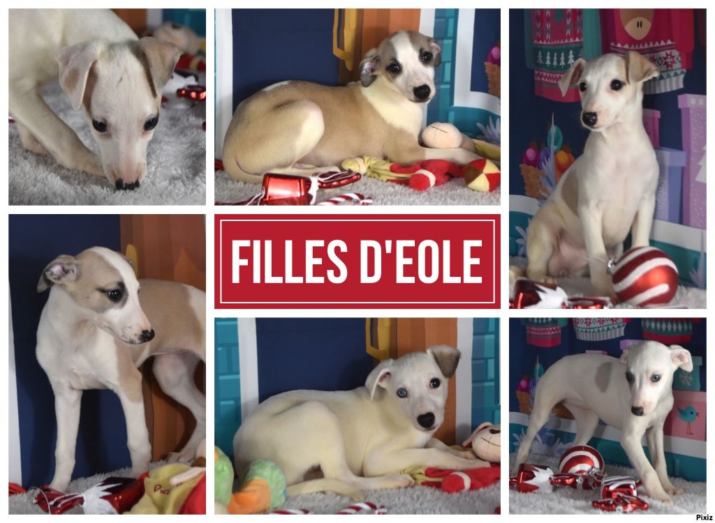 Chiot Whippet Des Filles D'eole