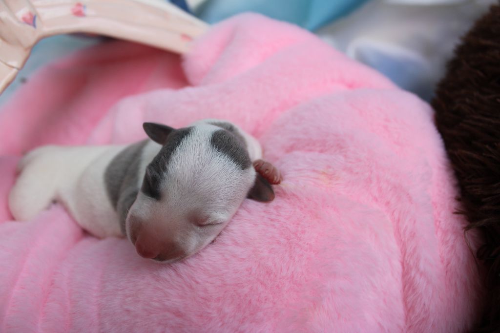 Des Filles D'eole - Chiots disponibles - Whippet