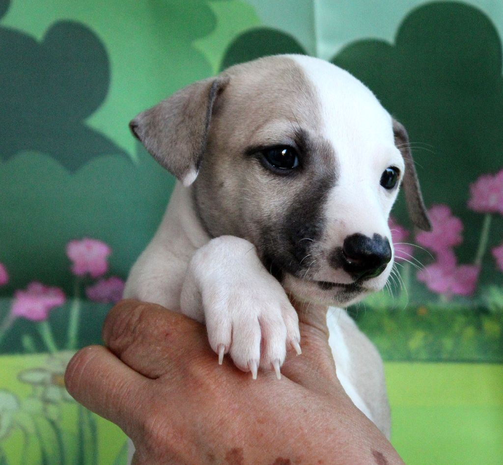 Des Filles D'eole - Chiots disponibles - Whippet