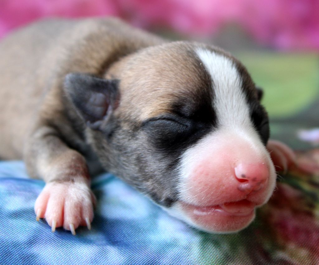Des Filles D'eole - Chiots disponibles - Whippet