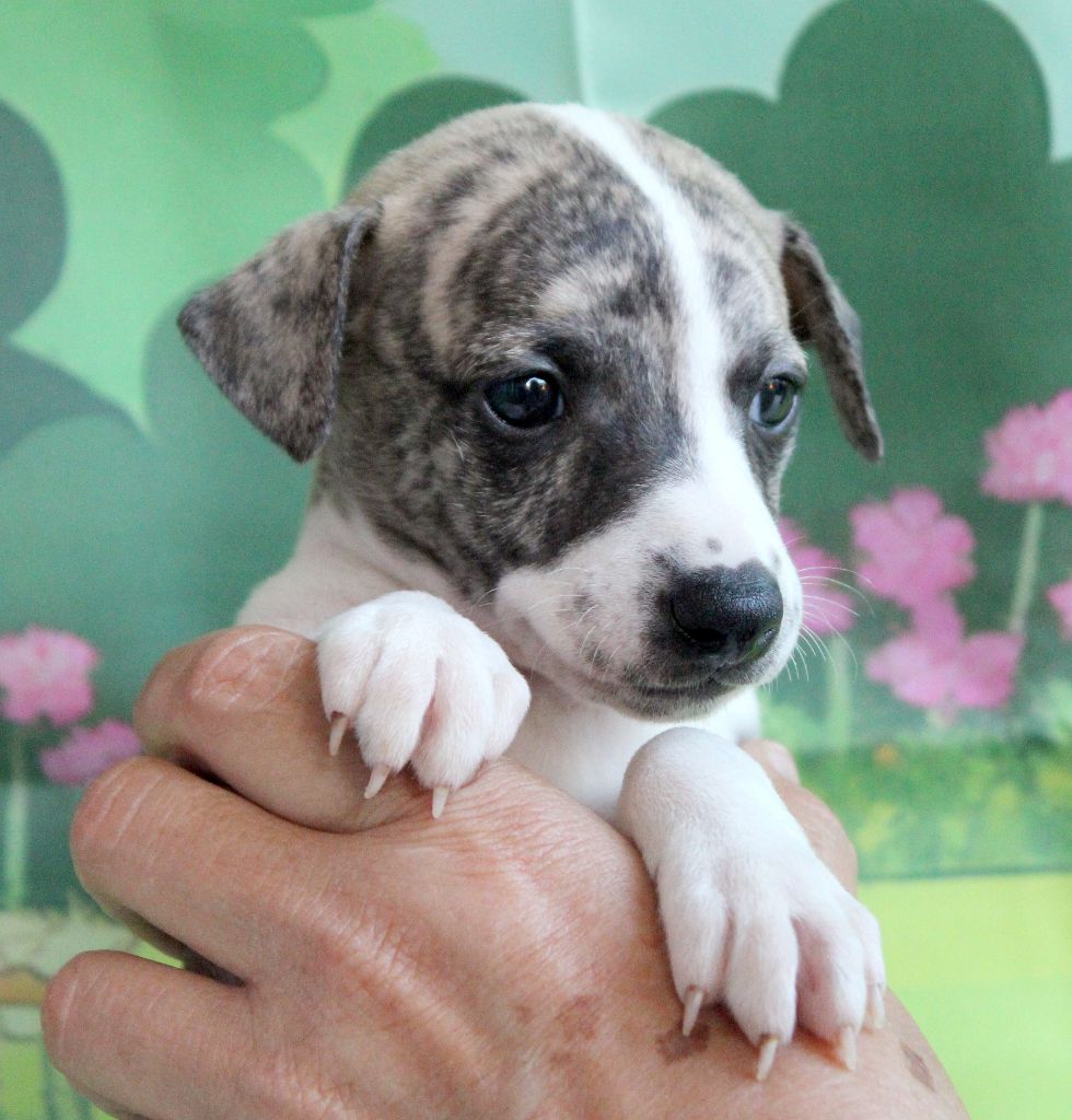 Des Filles D'eole - Chiots disponibles - Whippet