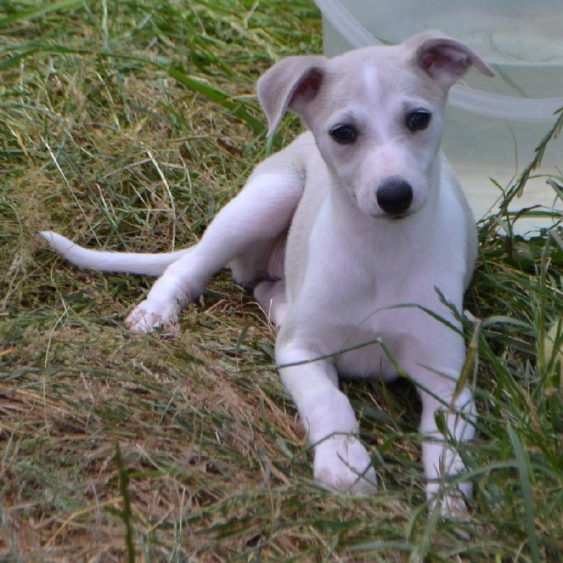 Des Filles D'eole - Whippet - Portée née le 24/04/2015