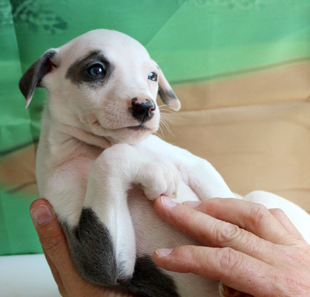 Des Filles D'eole - Chiots disponibles - Whippet
