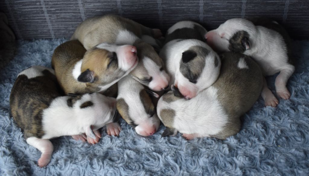 Des Filles D'eole - Whippet - Portée née le 01/07/2021