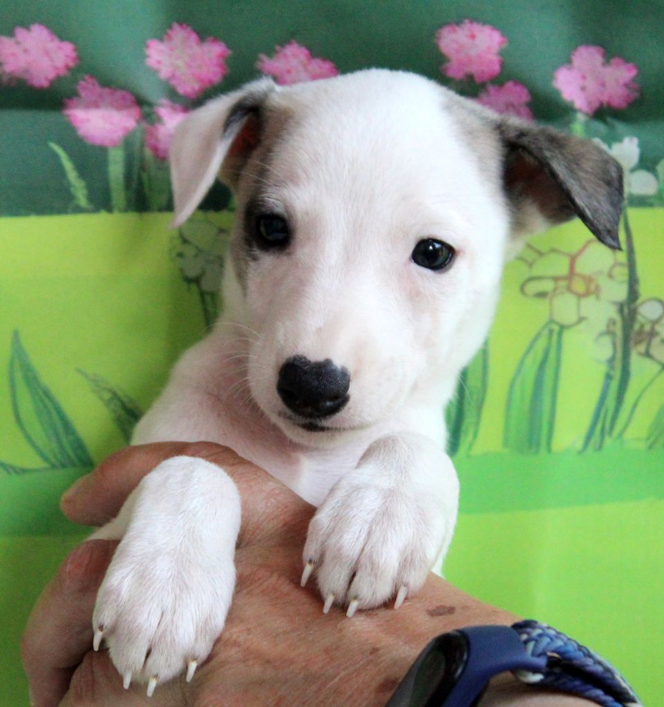 Des Filles D'eole - Chiots disponibles - Whippet