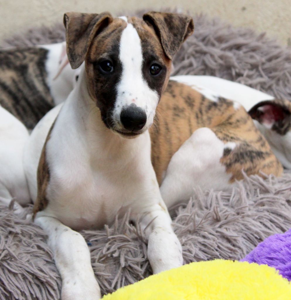 Des Filles D'eole - Chiots disponibles - Whippet