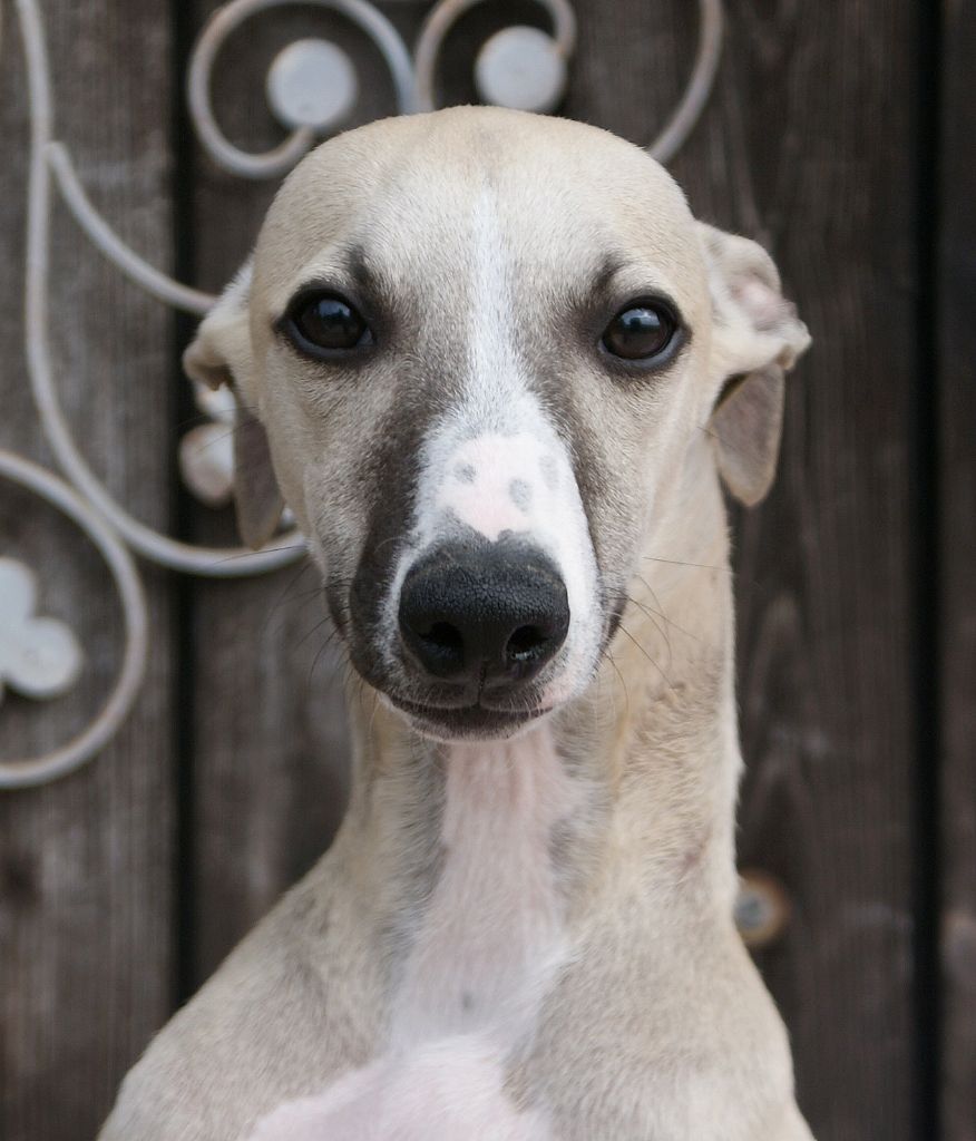 Des Filles D'eole - Chiots disponibles - Whippet
