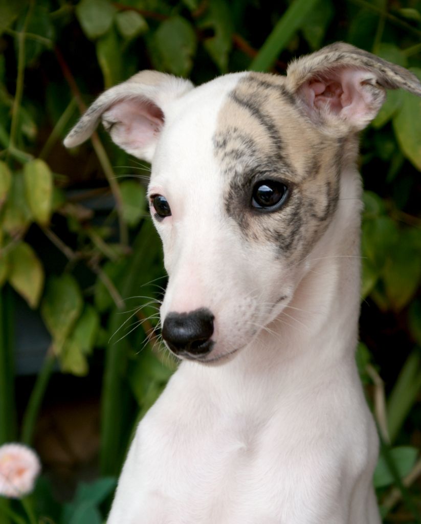 Des Filles D'eole - Chiots disponibles - Whippet