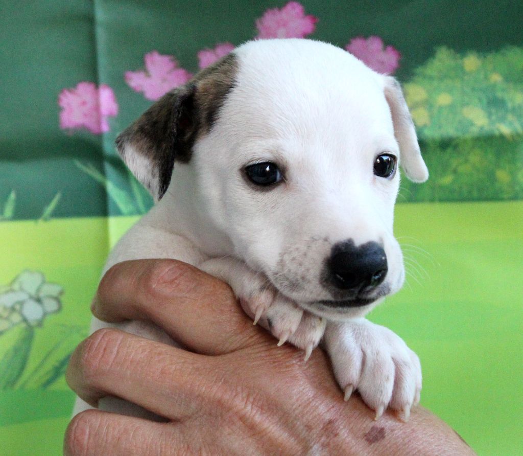 Des Filles D'eole - Chiots disponibles - Whippet