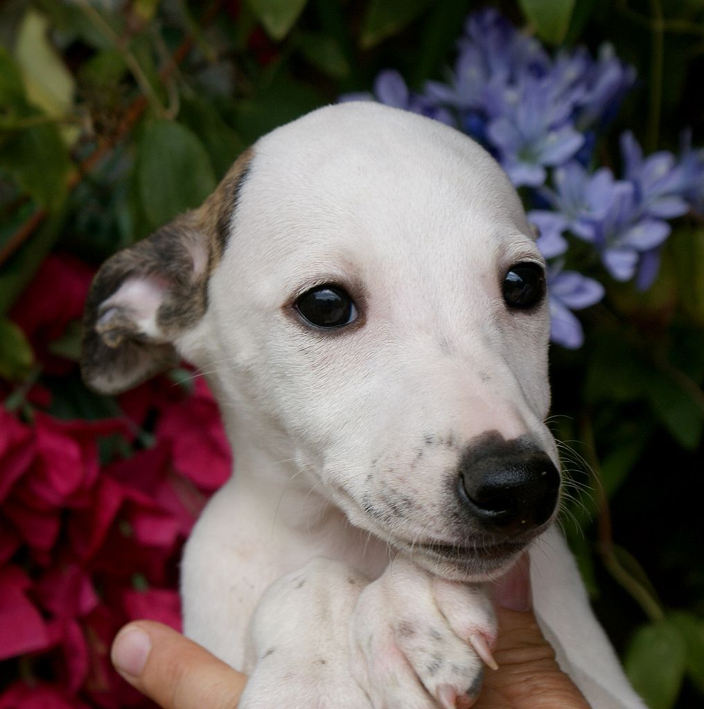 Des Filles D'eole - Chiots disponibles - Whippet